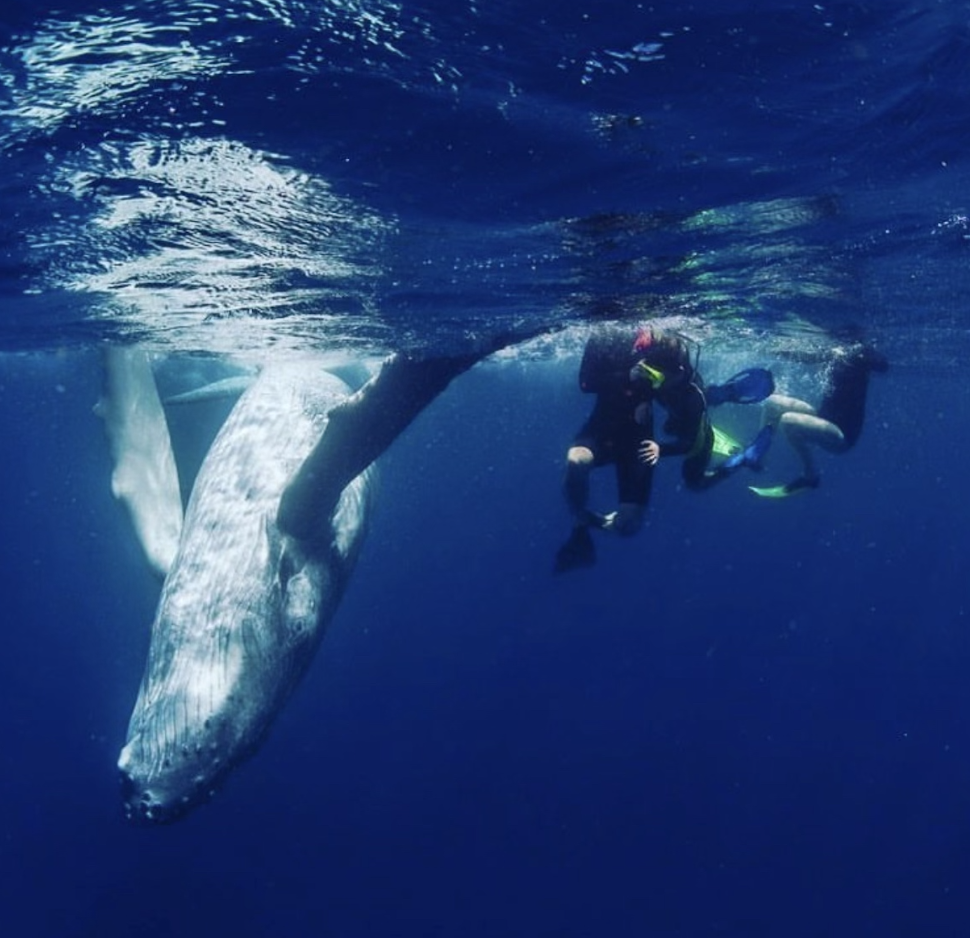Jemima Robinson swimming with humpbacks in Tonga